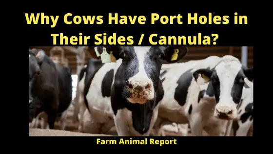 Why Cows Have Port Holes in Their Sides _ Cannula_ A Quick Discussion