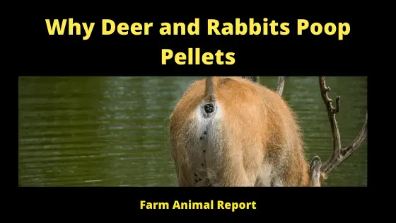 Why Deer and Rabbits Poop Pellets