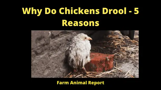 Why Do Chickens Drool - 5 Reasons (1)