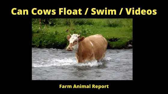 Can cow swim