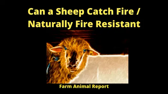 Can a Sheep Catch Fire _ Naturally Fire Resistant