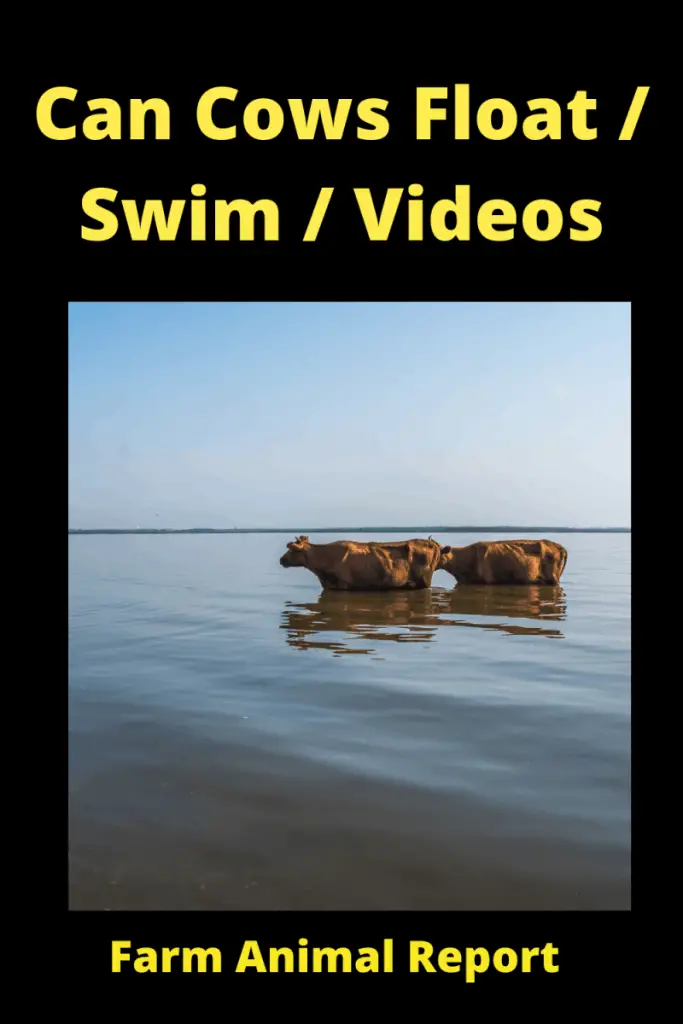 f Can Cows Float _ Swim_ Videos