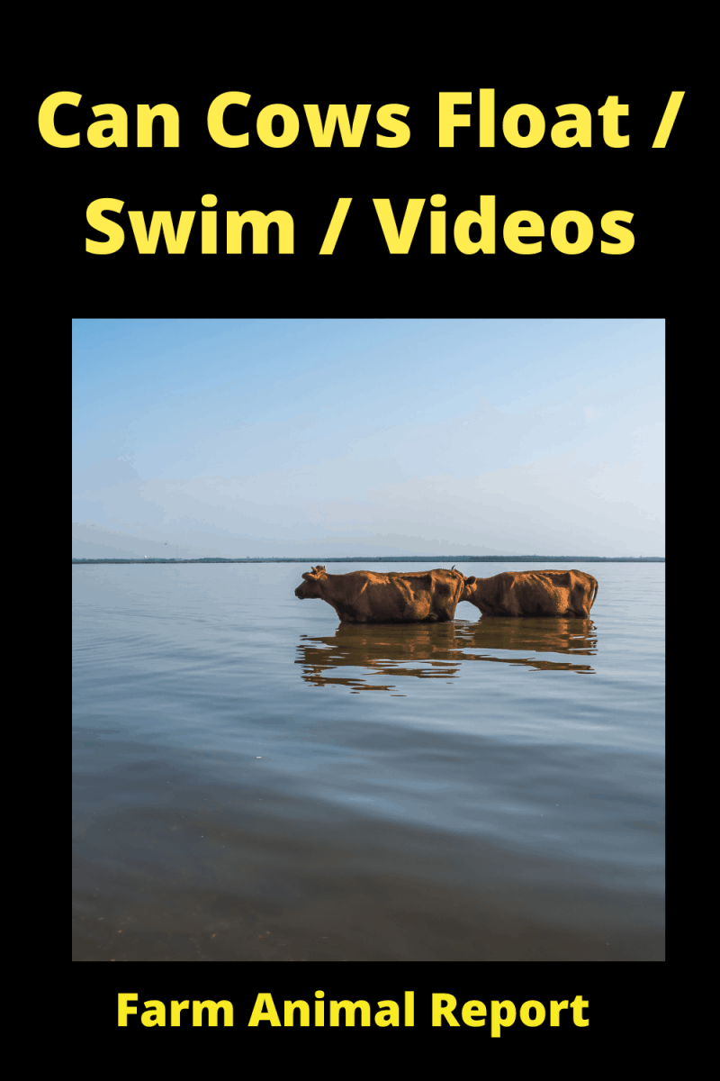 7 Cases Cows Enjoy it ; Can Cows Swim (Updated 2022) Farm Animal Report