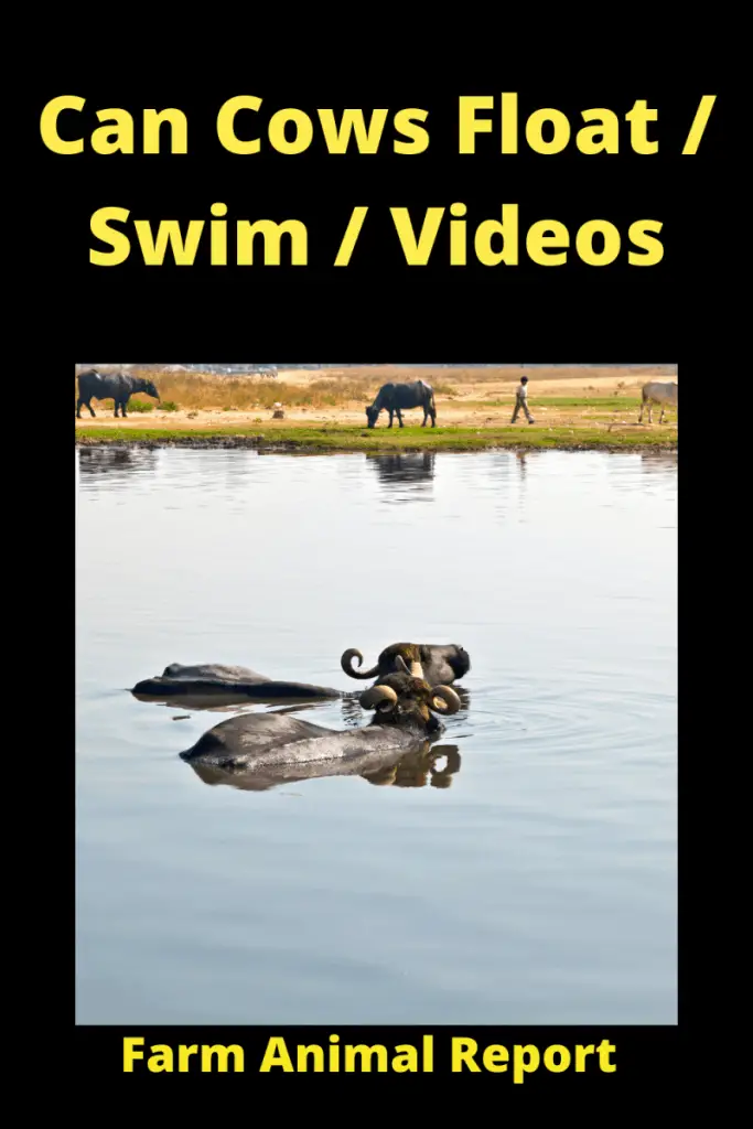 f Can Cows Float _ Swim_ Videos