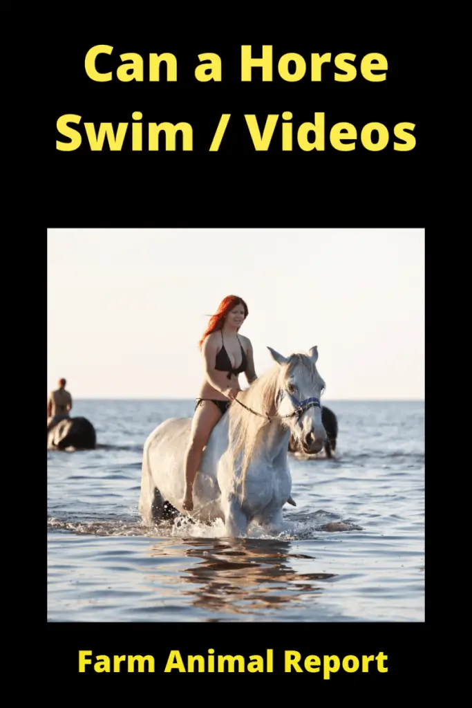 Can a Horse Swim _ Videos
