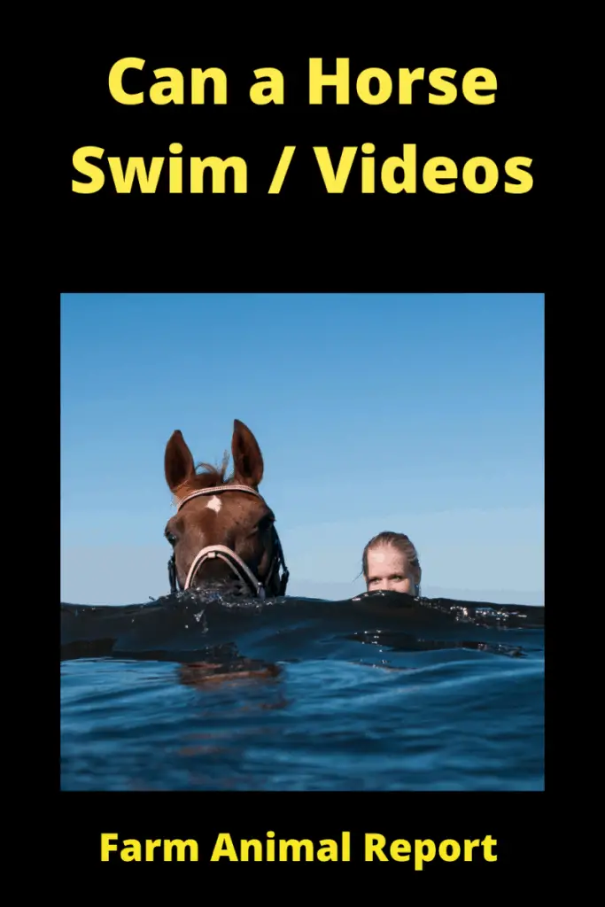 Can a Horse Swim _ Videos