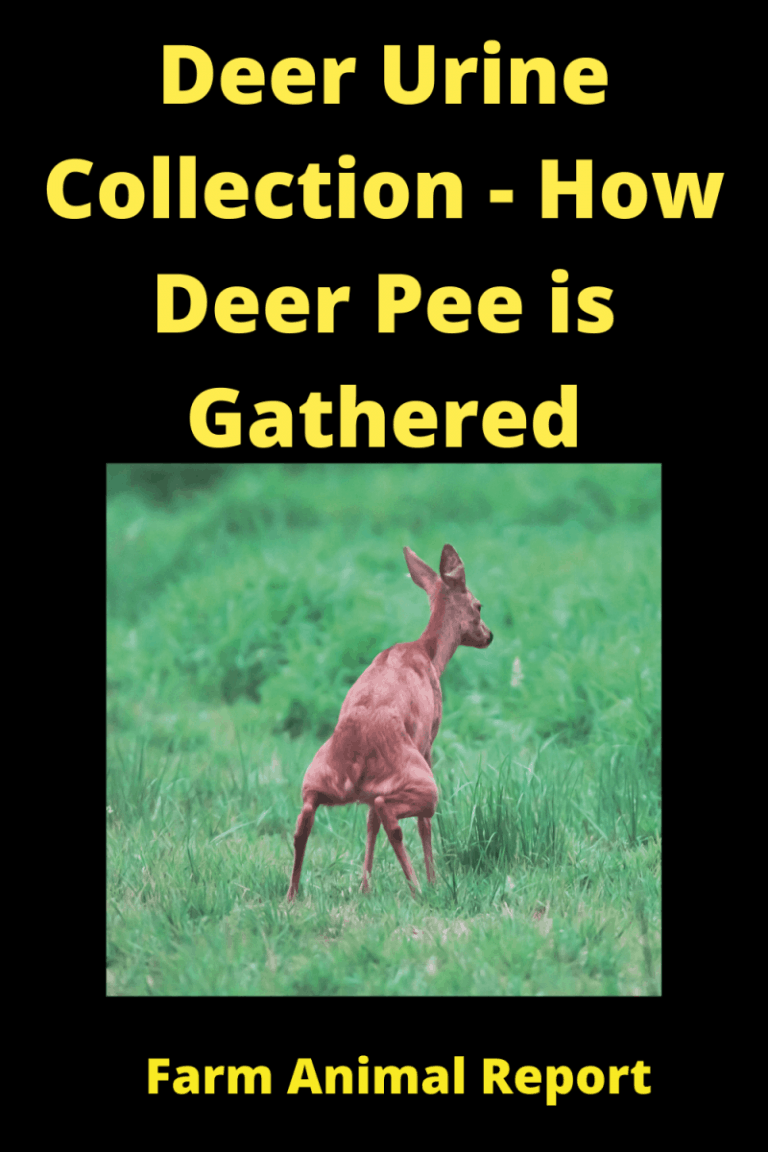 Deer Urine Collection (2024) How Deer Pee Is Gathered