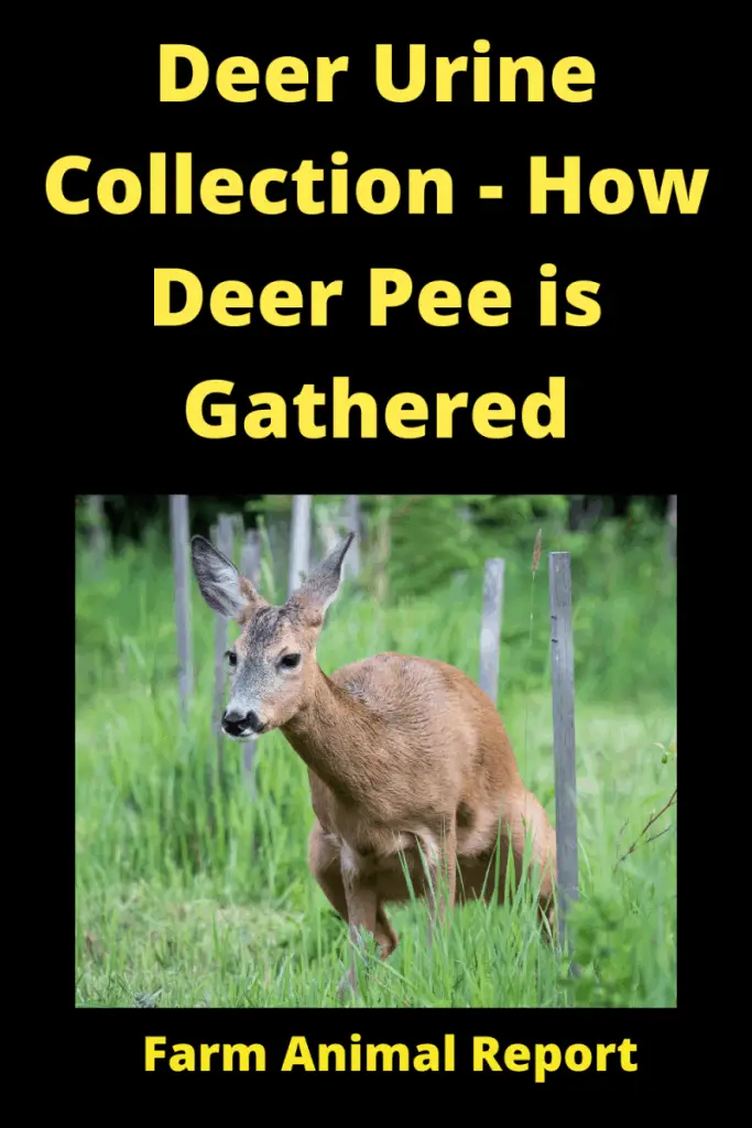 Deer Urine Collection (2024) - How Deer Pee is Gathered 1