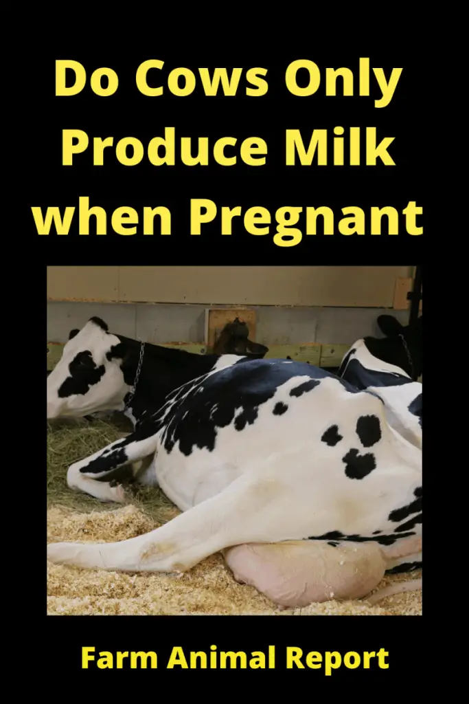 Do Cows Only Produce Milk when Pregnant 1