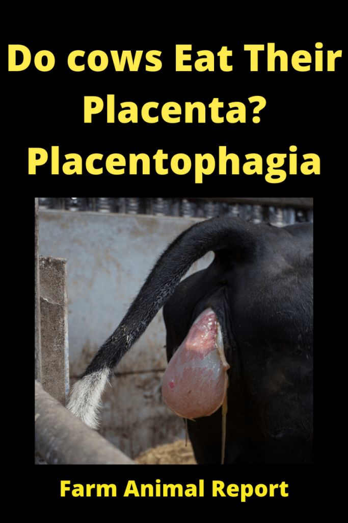 Do Cows Eat Their Afterbirth / Placenta? Placentophagia 4