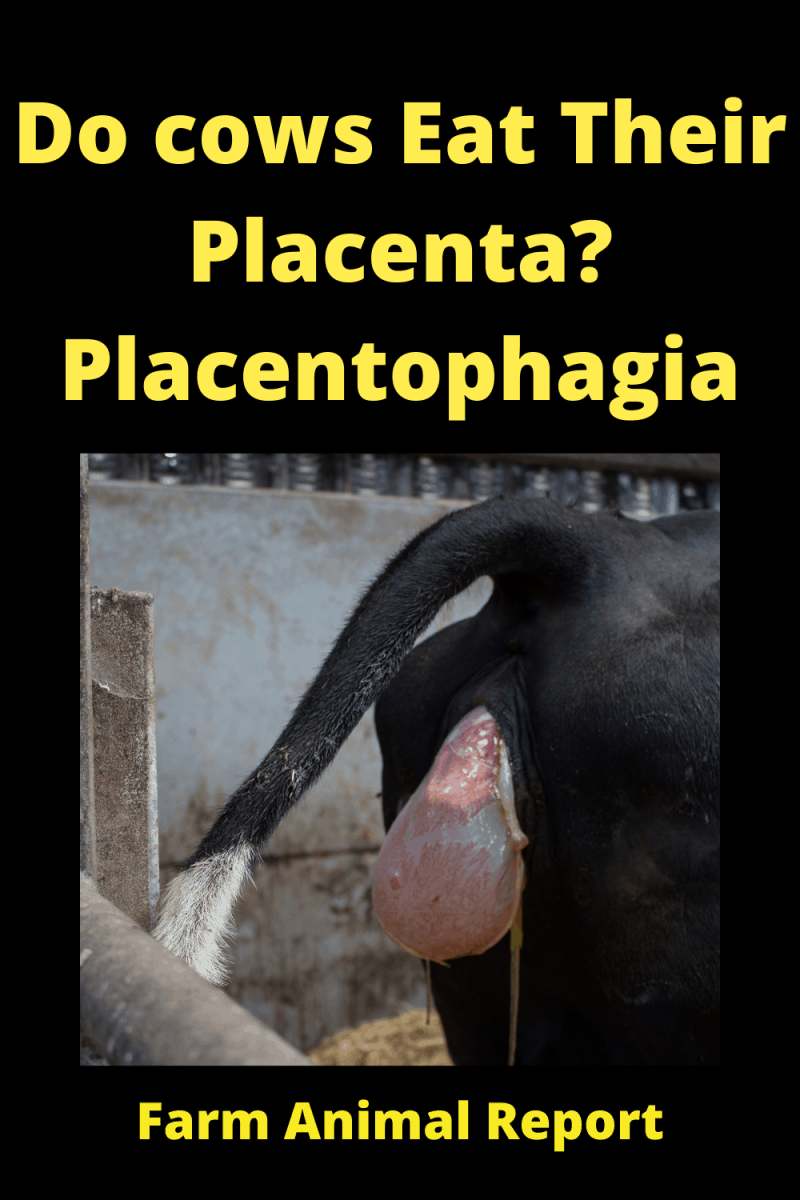 Do Cows Eat Their Afterbirth (2024) / Placenta? Placentophagia