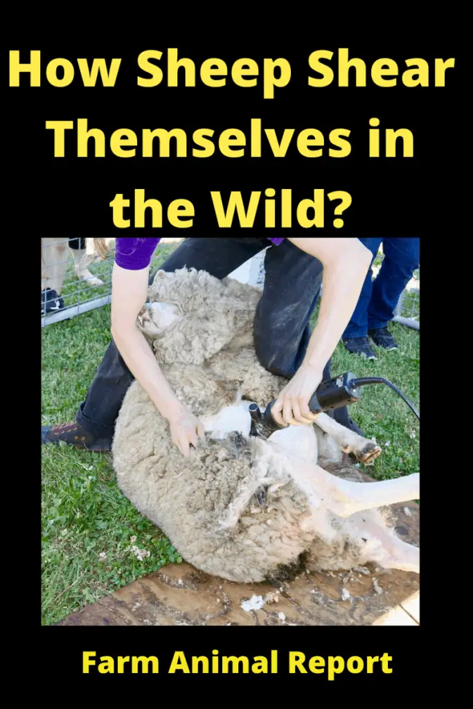 5 Points: How Do Sheep Survive in the Wild Without Shearing? (2023) 2
