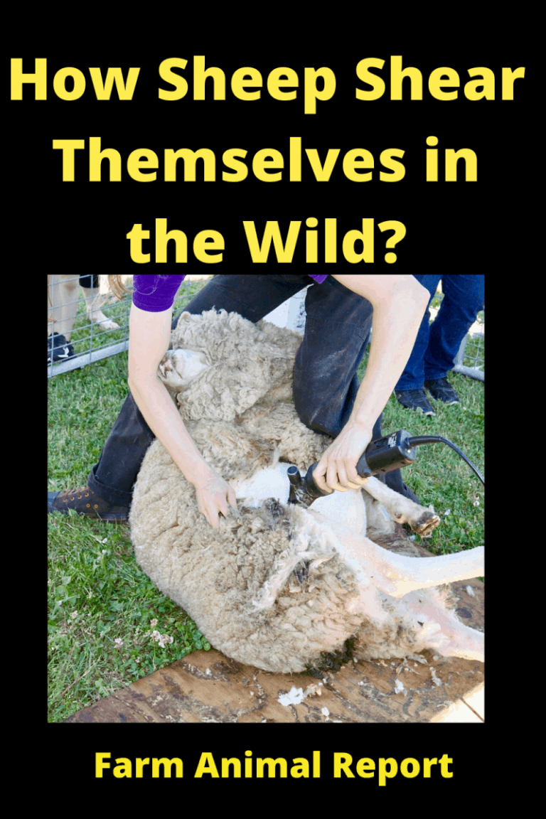 5 Points How Do Sheep Survive In The Wild Without Shearing? (2024)