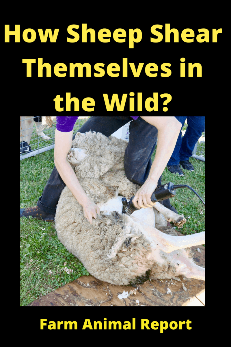 5 Points How Do Sheep Survive In The Wild Without Shearing? (2024)