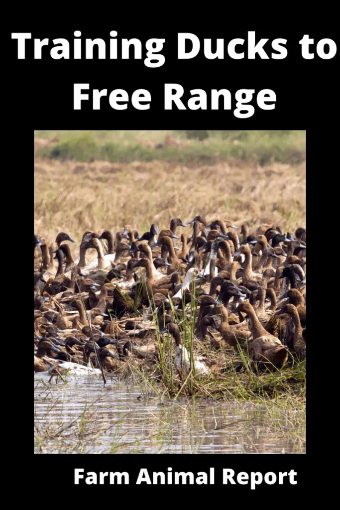 Training Free Ranging Ducks | Duck | Free Range Ducks 1