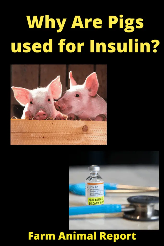 Is Insulin Made from Pigs? 2