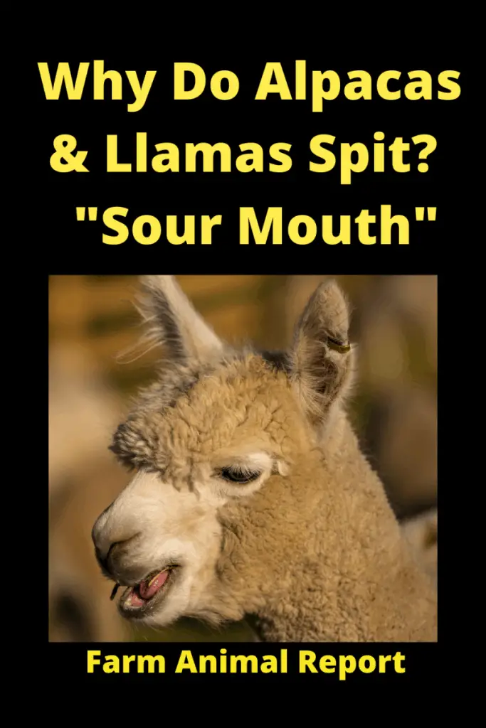 Do Alpacas Spit on You? "Sour Mouth" 3