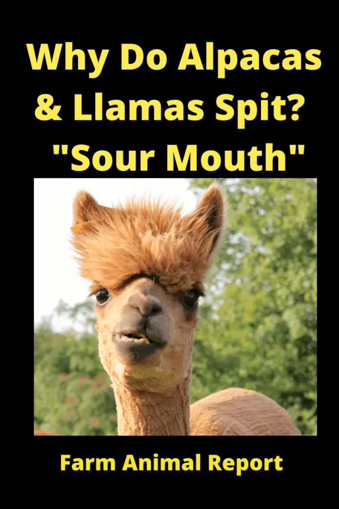 Do Alpacas Spit on You? "Sour Mouth" 1