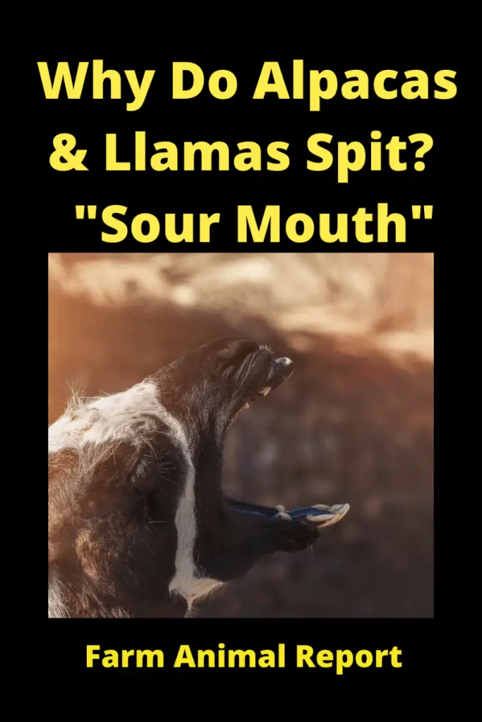 Do Alpacas Spit on You? "Sour Mouth" 2