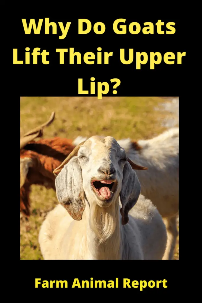 Why Do Goats Lift Their Upper Lip_ (2)