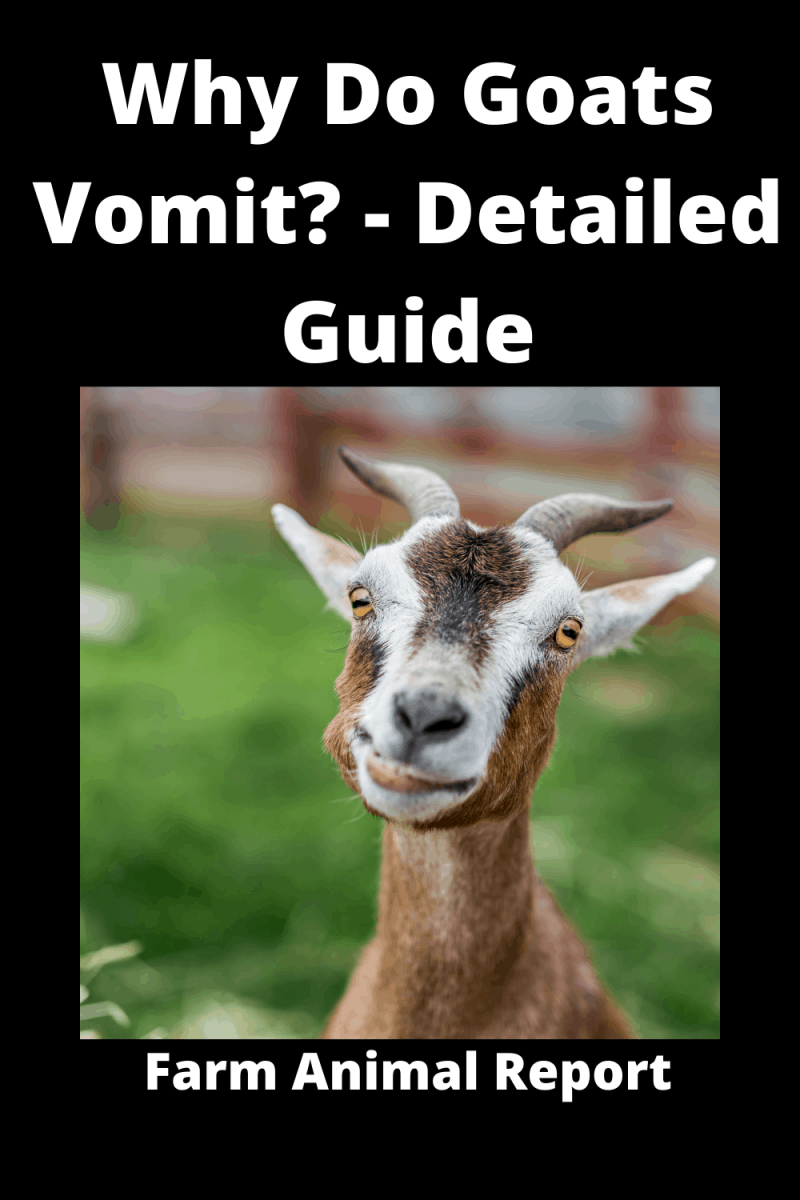 Why Are My Goats Throwing Up / Vomiting (2024)? ( 3 Videos)