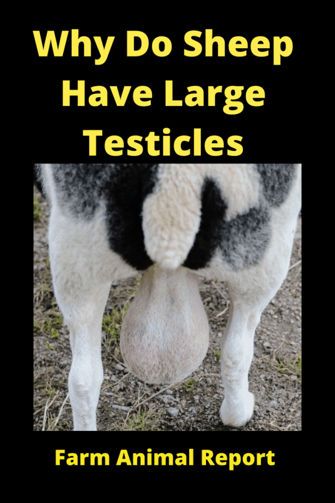 Why Do Sheep Have Large Testicles 3 Why Do Sheep Have Large Testicles 2