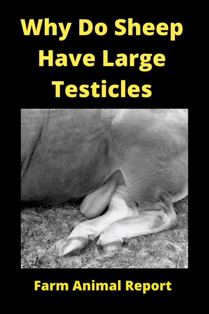 Why Do Sheep Have Large Testicles 2 Why Do Sheep Have Large Testicles 1
