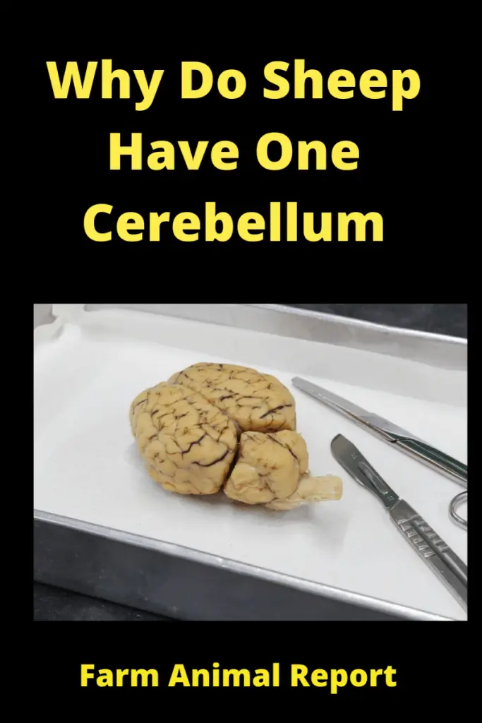 Wait - Why Do Sheep Have One Cerebellum **BRAINS** 1