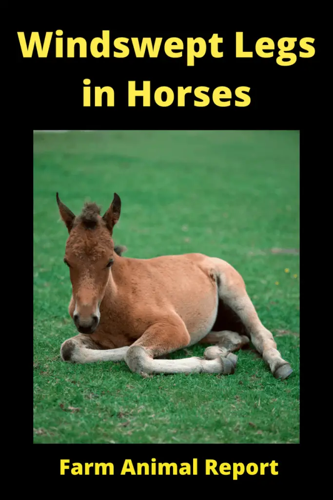 Windswept Legs in Horses (1)