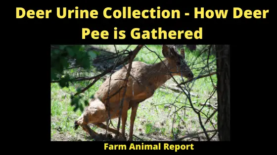 Deer Urine Collection - How Deer Pee is Gathered