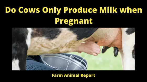 Do Cows Only Produce Milk when Pregnant
