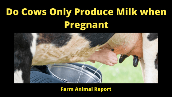 Do Cows Only Produce Milk When Pregnant Farm Animal Report