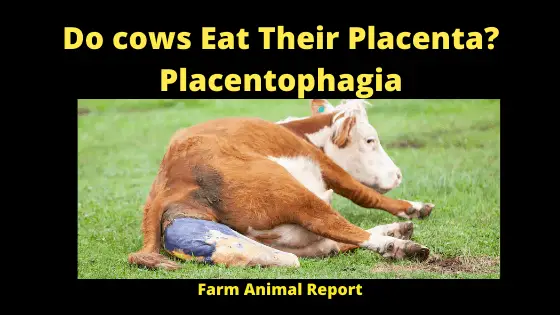Do cows Eat Their Placenta? Placentophagia