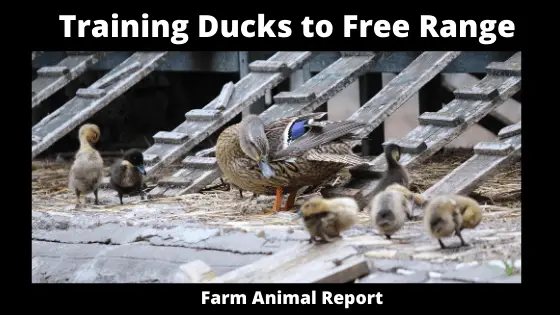 Training Ducks to Free Range