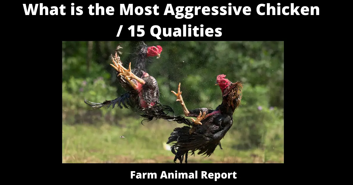 What is the Most Aggressive Chicken / 15 Qualities