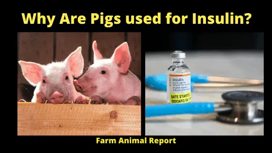 Why Are Pigs used for Insulin