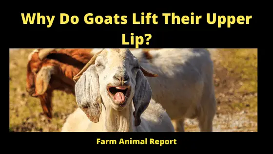 Why Do Goats Lift Their Upper Lip_