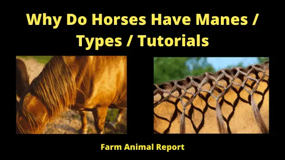 Why Do Horses Have Manes _ Types _ Tutorials