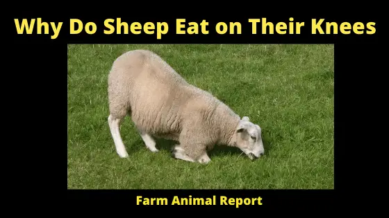 Why Do Sheep Eat on Their Knees