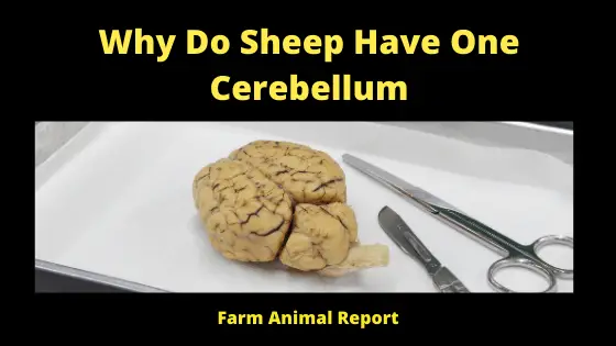 Why Do Sheep Have One Cerebellum