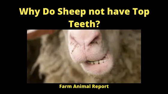 Why Do Sheep not have Top Teeth_