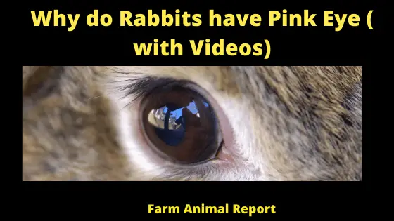 Why do Rabbits have Pink Eye ( with Videos)