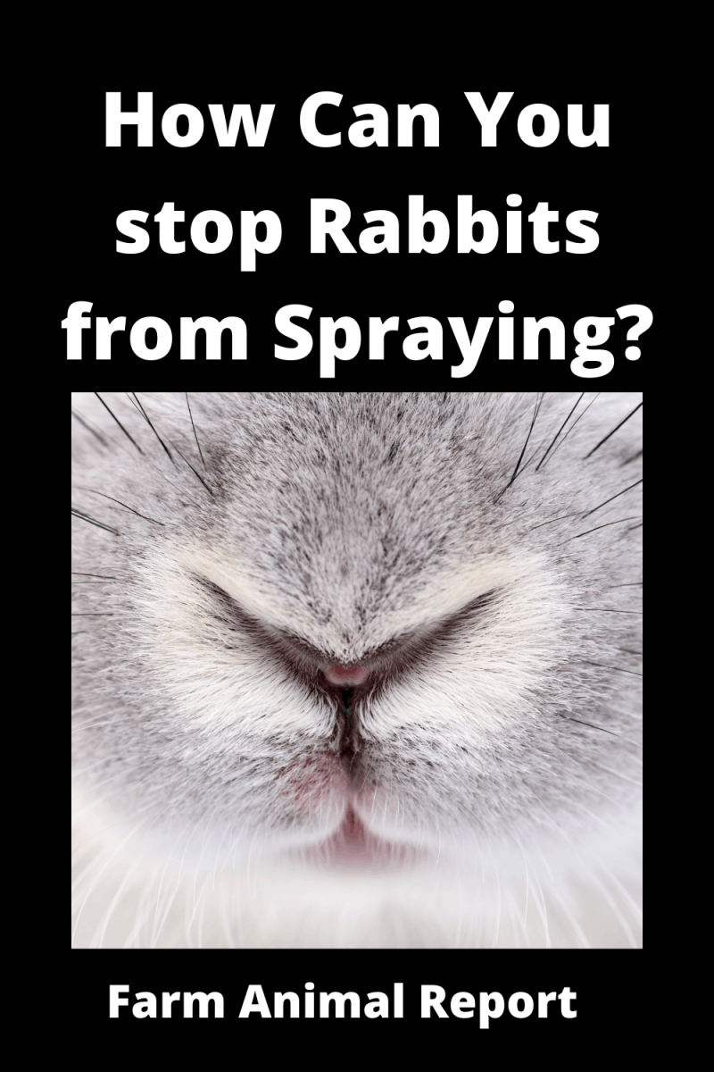 Do Male Rabbits Spray Rabbit Bunny Spray PDF **2024**