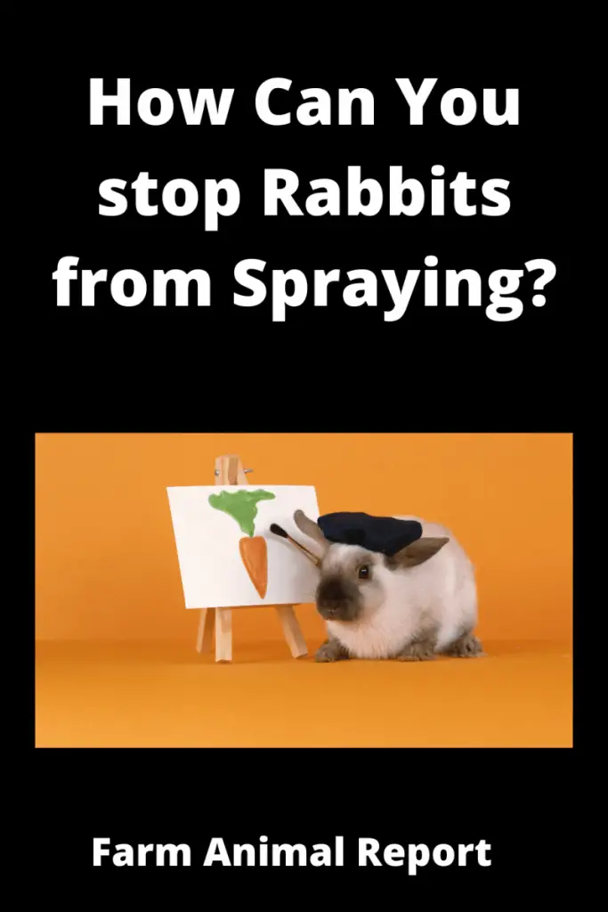 spraying rabbit - If you've got a male rabbit, you've probably noticed that he likes to mark his territory by spraying urine. While this behavior is perfectly natural, it can be quite annoying for owners. Fortunately, there are several ways to stop a male rabbit from spraying. The most important thing to do is to have your rabbit neutered. This will help to reduce hormone levels and make your rabbit less likely to spray. You should also try to provide your rabbit with plenty of space to exercise and play. A bored rabbit is more likely to spray, so make sure he has plenty of toys and fresh hay to keep him occupied. Finally, keep your rabbit's litter box clean and free of odor. A dirty litter box can cause your rabbit to start spraying, so be sure to scoop it out on a daily basis. By following these simple tips, you can help to minimize your rabbit's spraying behavior.
what does rabbit spray look like
male rabbit spraying
rabbit spraying urine
rabbit spraying
how to stop a rabbit from spraying
female rabbit spraying urine
female rabbit spraying
rabbit spray pee
why does my rabbit spray me
why does my rabbit spray pee on me
why did my rabbit pee on me
how to stop a rabbit from peeing on the couch
rabbit marking territory
how to stop rabbit pooping everywhere
unneutered male rabbit
why is my rabbit circling me
