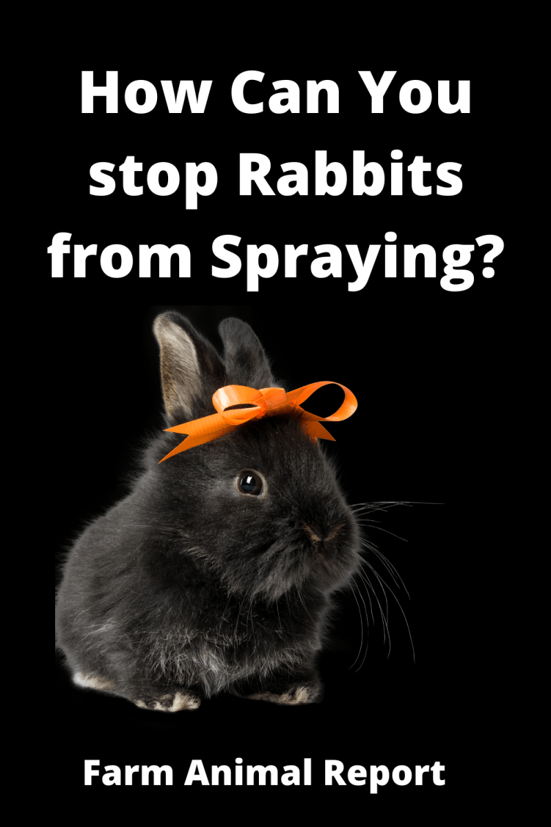 Do Male Rabbits Spray Rabbit Bunny Spray PDF **2024**