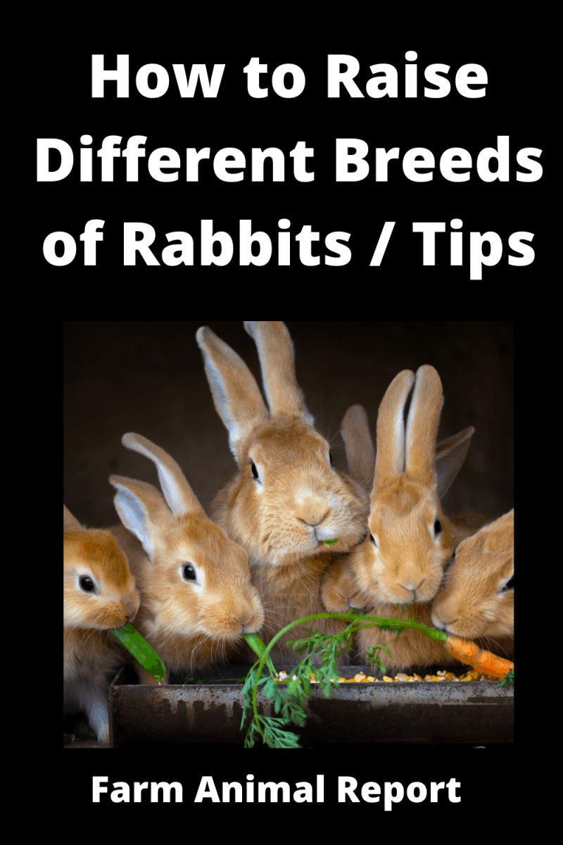 How to raise different breeds of rabbits multicolor 