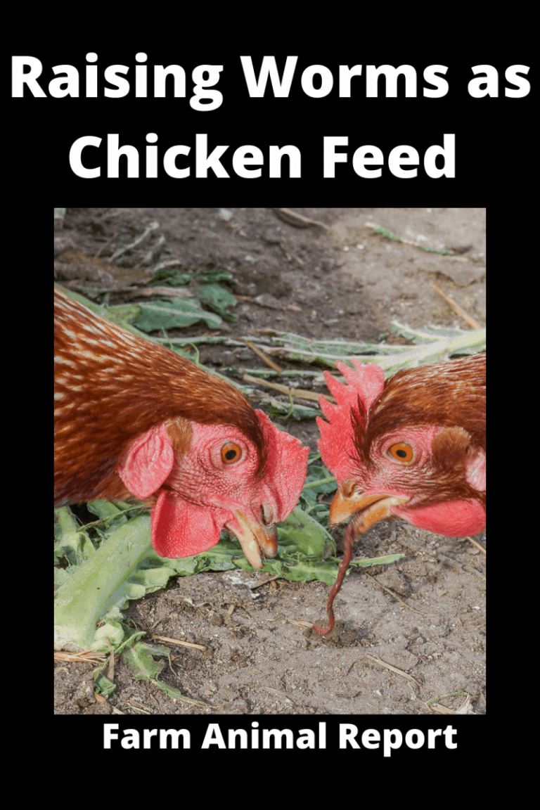 7 Reasons: Raising Worms For Chickens | Chicken | Worm | Raise | Earthworms