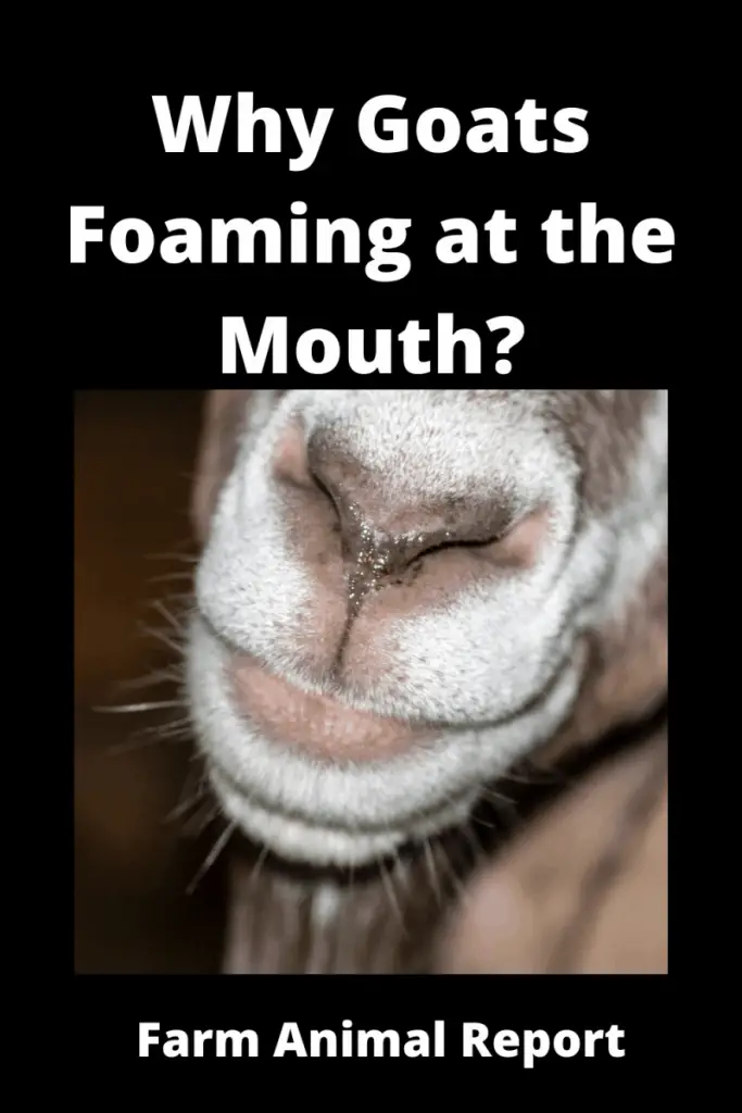 Goat Foaming at the Mouth - Goats are curious creatures, and they will often investigate anything that catches their eye. This can sometimes lead to them ingesting objects that they shouldn't, and one of the most common things that goats eat is foam. Foam is light and airy, and it's easy for a goat to mistake it for food. However, ingestion of foam can cause frothing at the mouth. The foam builds up in the goat's stomach and intestines, and when the goat tries to digest it, the process causes fermentation. This produces gas, which escapes through the goat's mouth and nose, causing foaming. If you see a goat foaming at the mouth, it's best to remove any foam from its mouth and nose area and keep an eye on it. If the foaming persists, or if the goat shows other signs of distress, then it's time to call a vet.