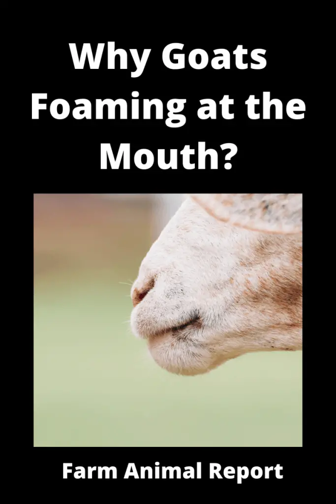 Goat Foaming at the Mouth -