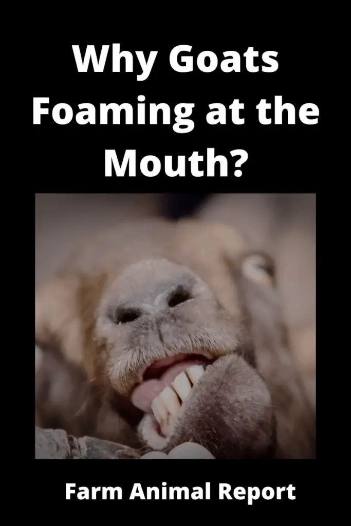 what causes a goat to foam at the mouth